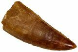 Serrated Raptor Tooth - Real Dinosaur Tooth #353353-1